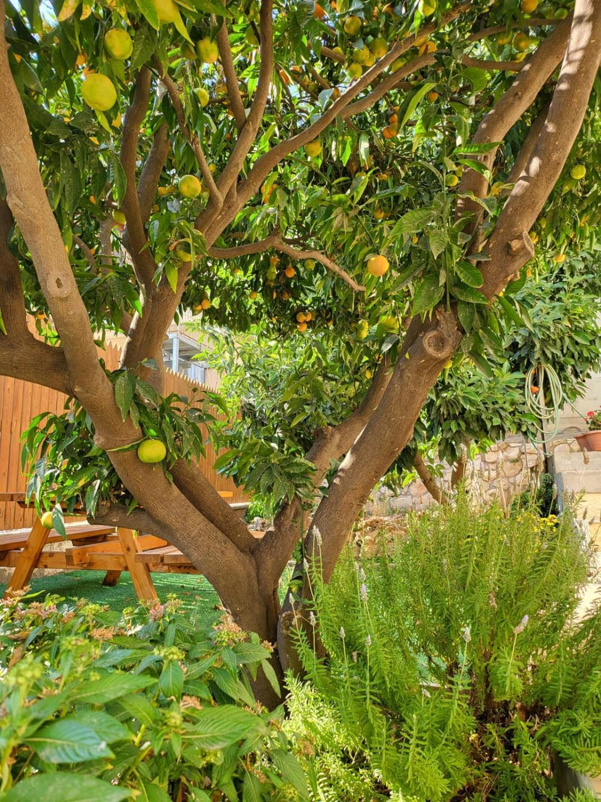 Maria'S Guesthouse - Uphill View Of Nazareth F エクステリア 写真